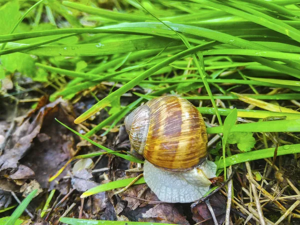 Salyangoz bahçesi sümüklü böcek doğa yeşil çimen