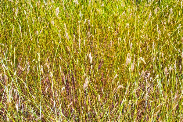 Трава Сухая Сено Фоне Луга Текстуры — стоковое фото