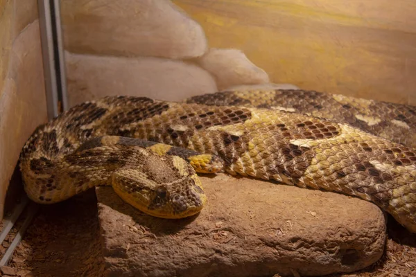 Бурая Гадюка Животное Рептилия — стоковое фото