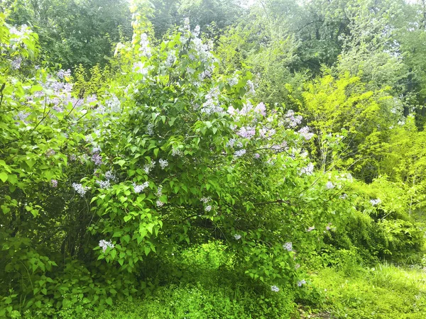 Lilac Flowers Bushes Garden Nature — Stock Photo, Image
