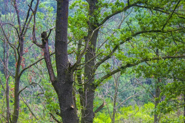 Green Forest Oak Tree Nature — 스톡 사진