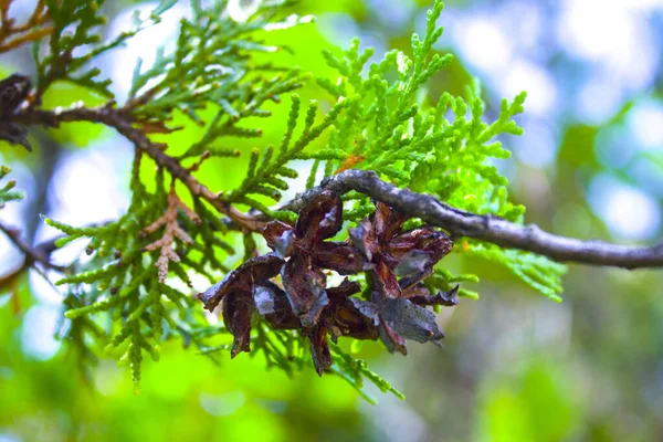 Tannenzapfen Samen Verzweigen Die Natur — Stockfoto