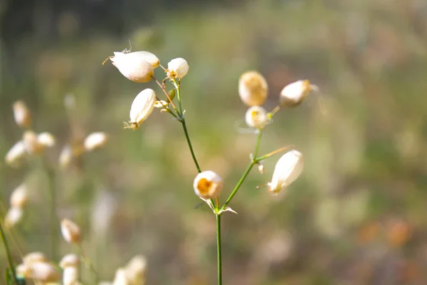 Höst Torr Buske Blommor Natur — Stockfoto