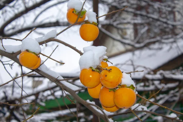 Caqui Fruta Rama Nieve Invierno — Foto de Stock