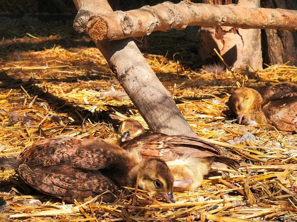 Nahaufnahme Pfauenküken Auf Heu Sitzend — Stockfoto