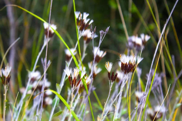 Hierba Verde Flor Seca Naturaleza — Foto de Stock