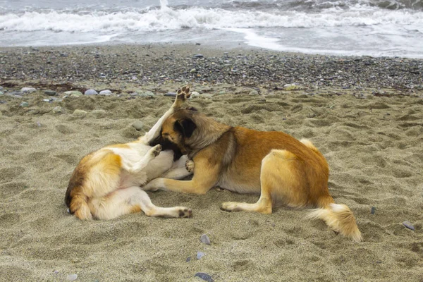 Hundespiel Sandstrand — Stockfoto