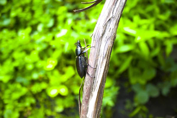 Lucanus Cervus Női Fatörzsön — Stock Fotó