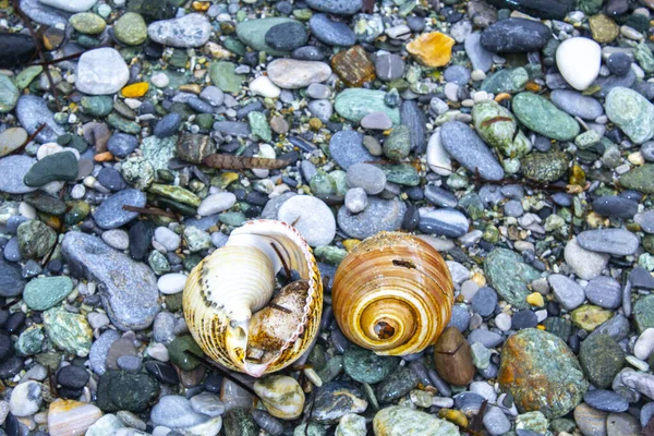 Two Macro Seashell Shows Beautiful Detail — Stock Photo, Image