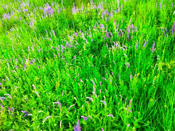 Lavendel Blume Strauch Wiesengarten — Stockfoto