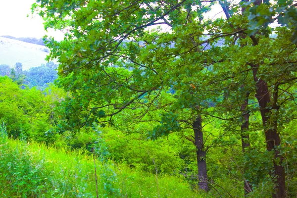 緑の森オークの木自然 — ストック写真