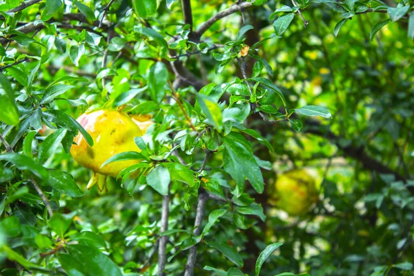 pomegranate fruit branch with plants