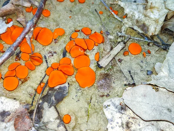 Peziza Fungo Interessante Que Parece Com Uma Tigela Laranja — Fotografia de Stock