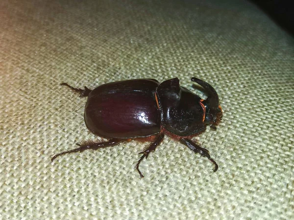 big brown beetle on white background