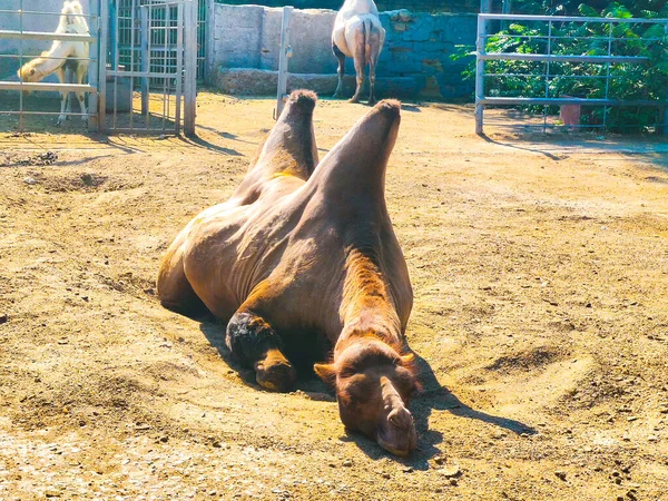 Kamel Liggande Dammet Naturen — Stockfoto