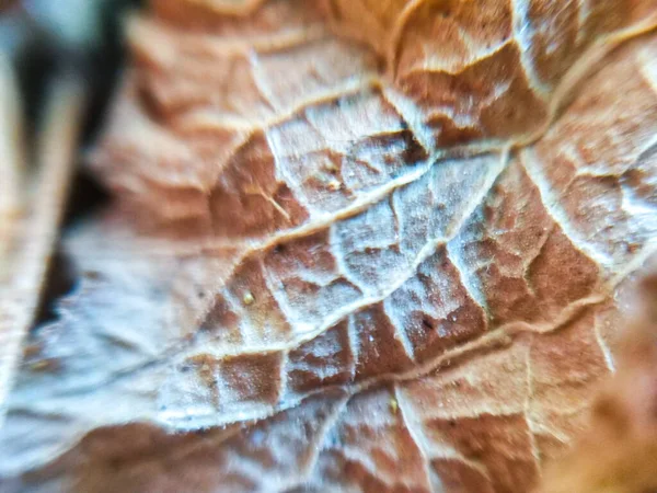 Zbliżenie Detial Brązowy Suchy Liść Tekstury Tła — Zdjęcie stockowe