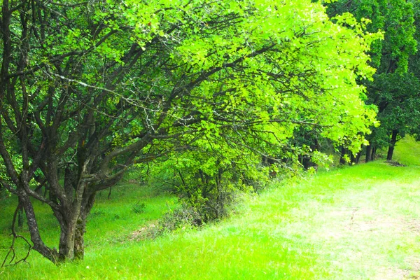 Verde Bosque Verano Paisaje Natural — Foto de Stock