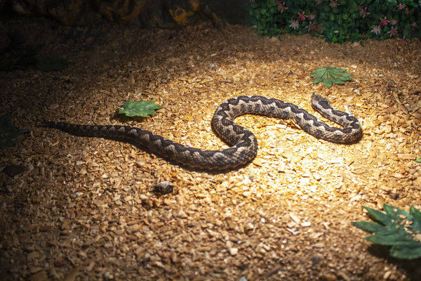 Бурая гадюка - животное-рептилия