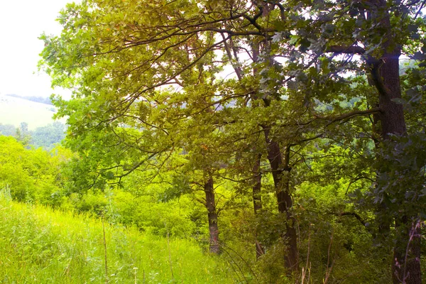緑の森オークの木自然 — ストック写真