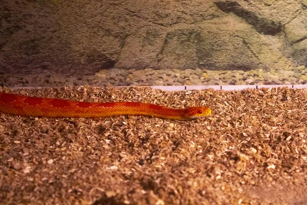 閉じ込められた赤い蛇の爬虫類自然 — ストック写真