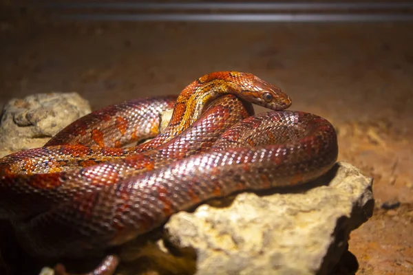 Bruine Adder Slang Dier Reptiel — Stockfoto