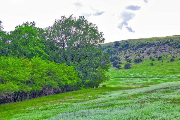 Зелене Поле Пагорби Пейзажна Панорама — стокове фото