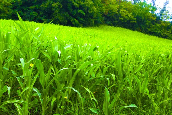 Agriculture Corn Green Field Landscape — Stock Photo, Image