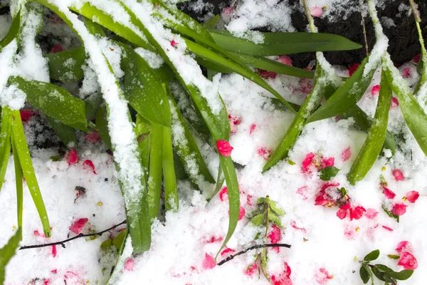 Roze Blaadjes Sneeuw Groene Bladeren Sneeuw Bostak Bedekt Met Vorst — Stockfoto