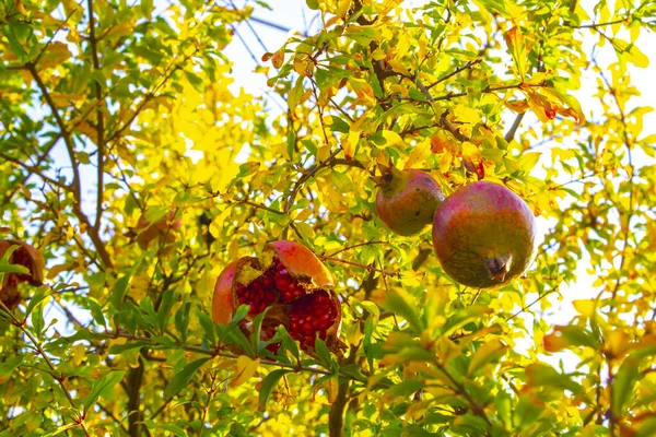 pomegranate fruit branch with plants