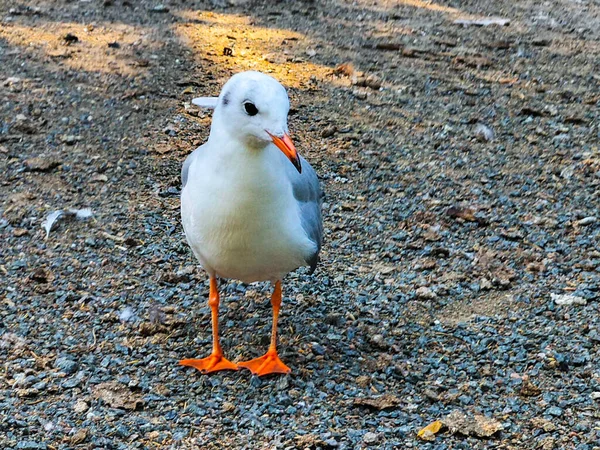 Martı Kalıyor Kendi Başına Bakıyor Martının Yakın Görüntüsü — Stok fotoğraf