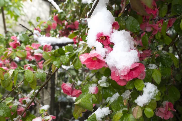 Roze Bloemen Sneeuw Eerste Sneeuw Viel Roze Bloemen Met Groene — Stockfoto