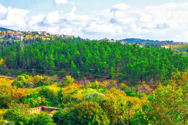 Cielo Azul Otoño Bosque Pinos Panorama —  Fotos de Stock