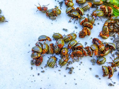 Colorado patates böceği beyaz arka planda yakın plan