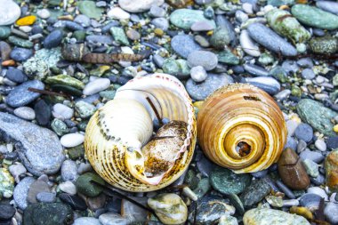 İki Makro deniz kabuğu güzel bir detay gösteriyor..