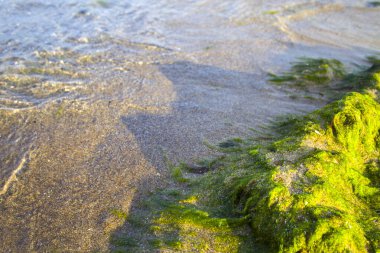 Kum plajı arkaplan dokusunda yosun