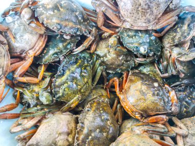 Deniz ürünleri taze yengeçler yaşam geçmişinde sürünüyor