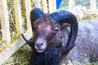 Koyun, koç ve keçi sürüsü çayırda otlanıyor.