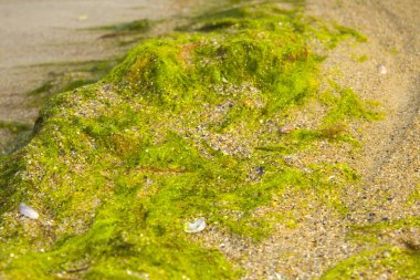 Kum plajı arkaplan dokusunda yosun