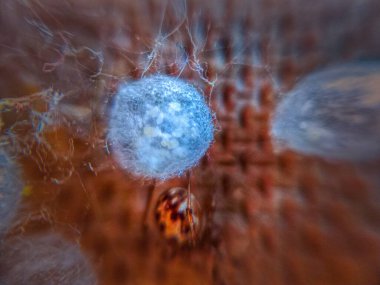 Yakın plan Üçgen Örümcek Ağı ve Yumurta Keseleri