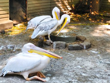 Beyaz bir pelikanın başı ve gagasının yakın çekimi
