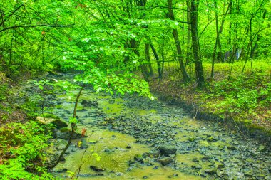 Yeşil ormanda büyük taşları olan küçük, hızlı bir nehre yakın.
