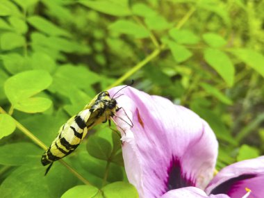 Pembe çiçekte beyaz büyük kelebek