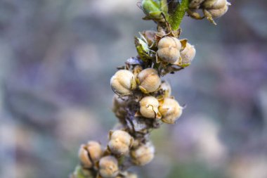 Sonbahar kurak çiçek tohumu