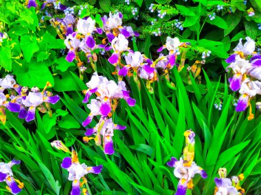 İris çiçekleri çiçek açıyor.