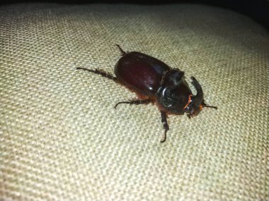 Beyaz arka plan üzerinde büyük kahverengi böceği