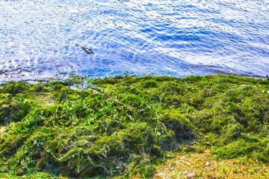 Nehir kıyısı suyu, yosun yok.