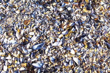 deniz kabukları, deniz kabukları arka plan dokusu