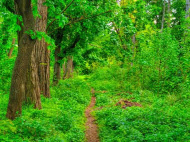Yeşil bahar parkı yolu 