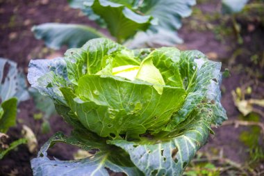 Beyaz lahana tarlada hazır. Kırsalda organik sebzeler