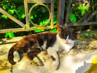 Siyah beyaz, uyuyan tüylü kedi. 